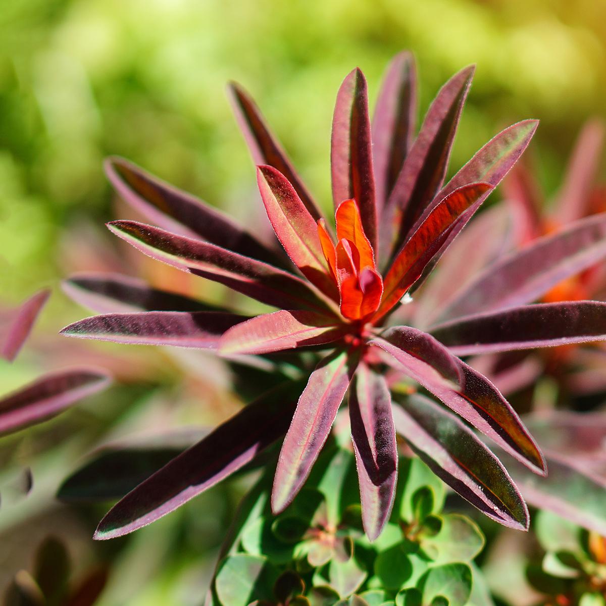 Euphorbia polychroma Bonfire Euphorbe polychrome à feuillage