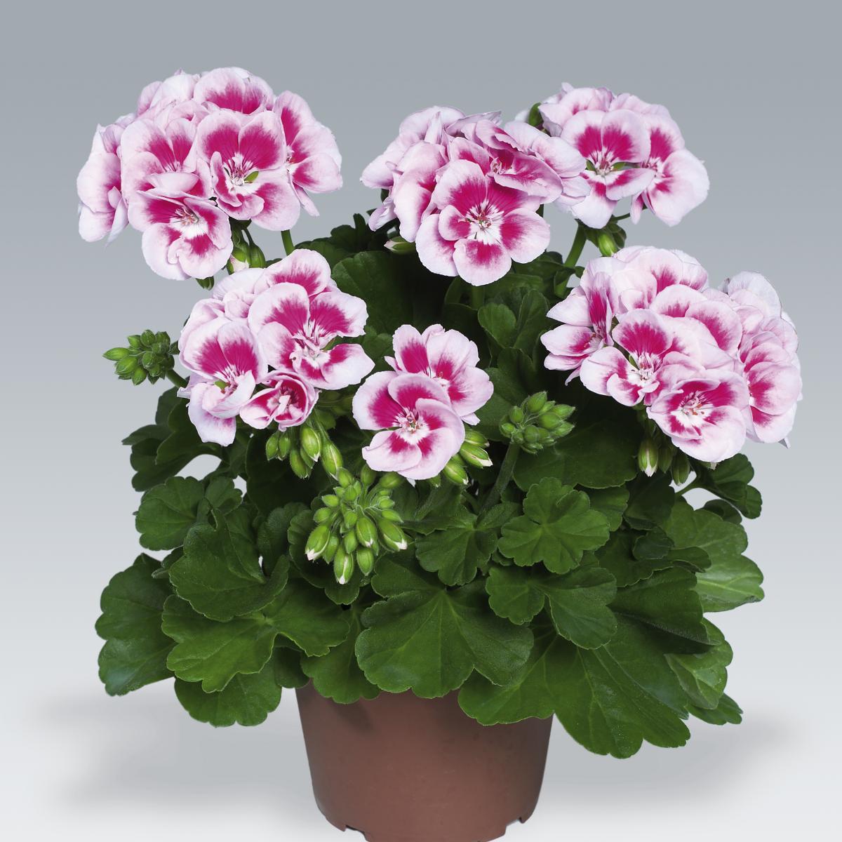 Géranium droit Flower Fairy White Splash Pelargonium zonale De