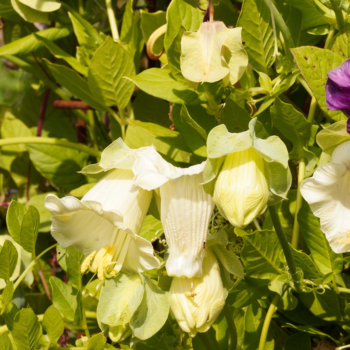 Cobée grimpante Cobea scandens Alba