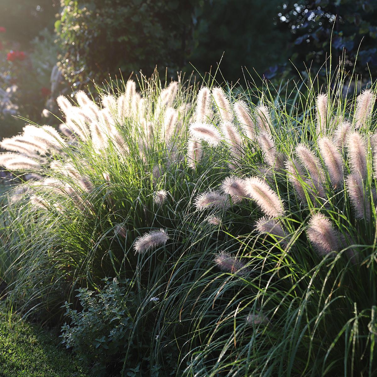 Pennisetum alopecuroides Piglet Herbe aux écouvillons naine