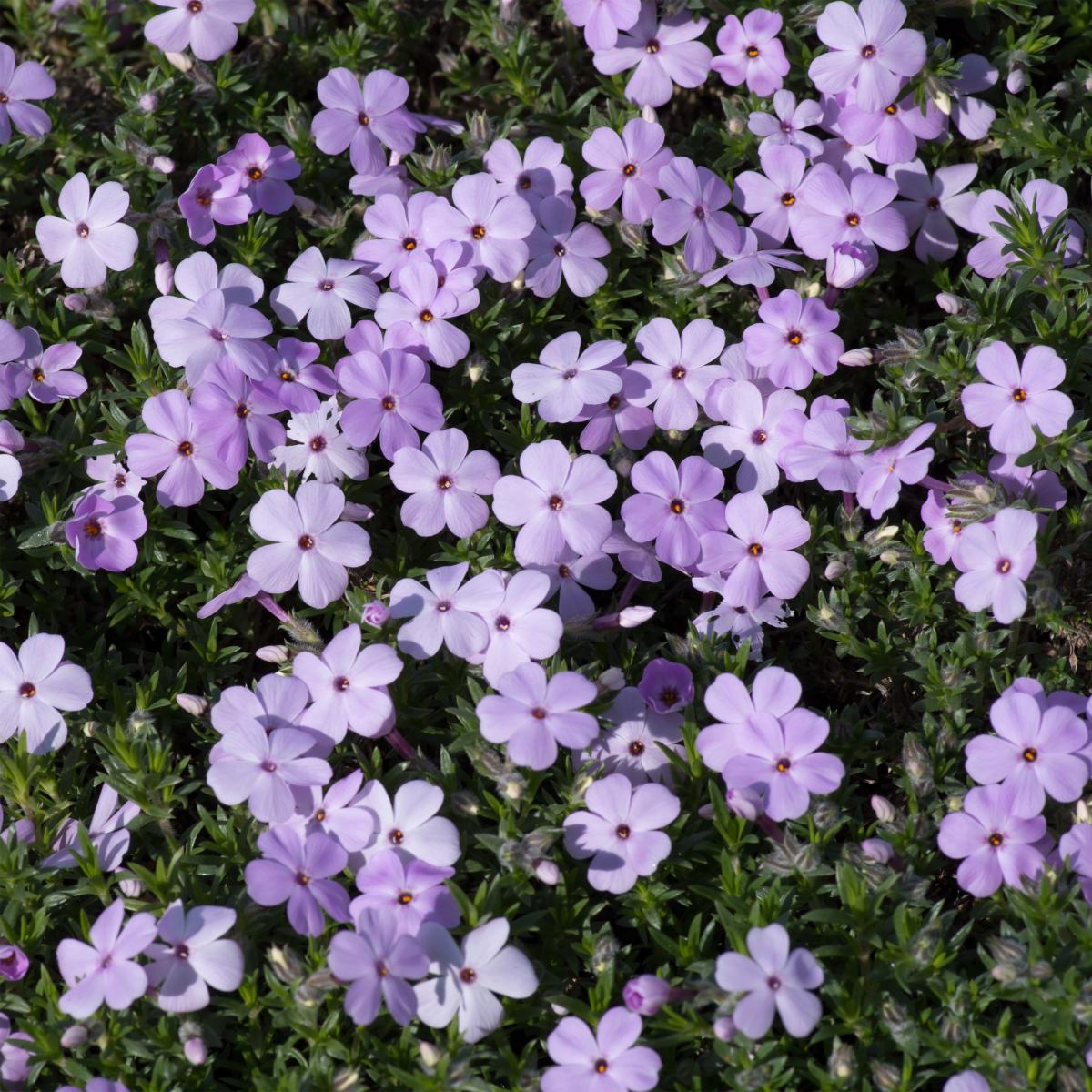 Phlox Mousse Lilac Cloud Douglasii Vivace Formant Un Coussin De