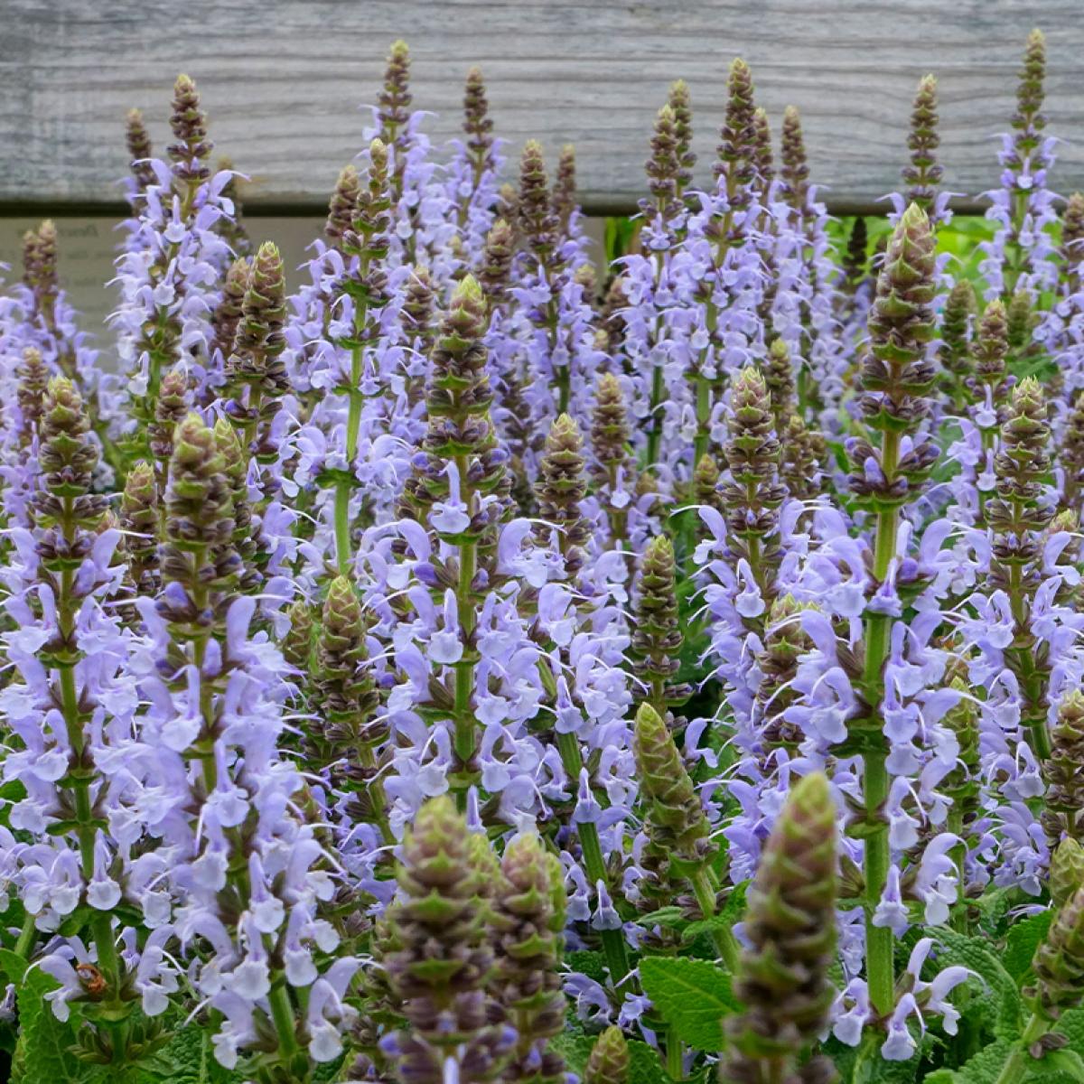 Salvia nemorosa Bumblesky Sauge des bois compacte bleu pâle