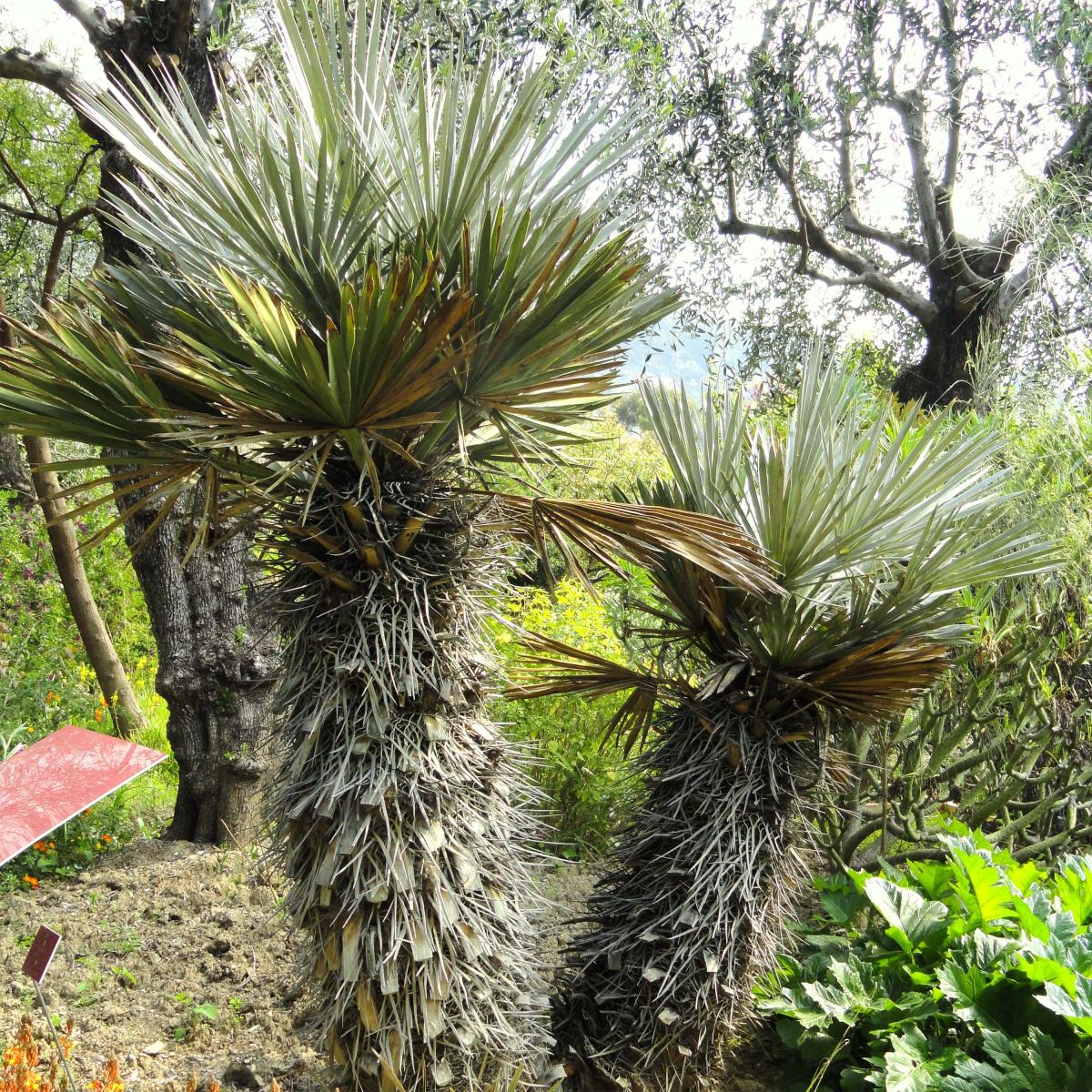 Trithrinax Campestris Palmier Trident Aux Feuilles De Yucca Bleut Es