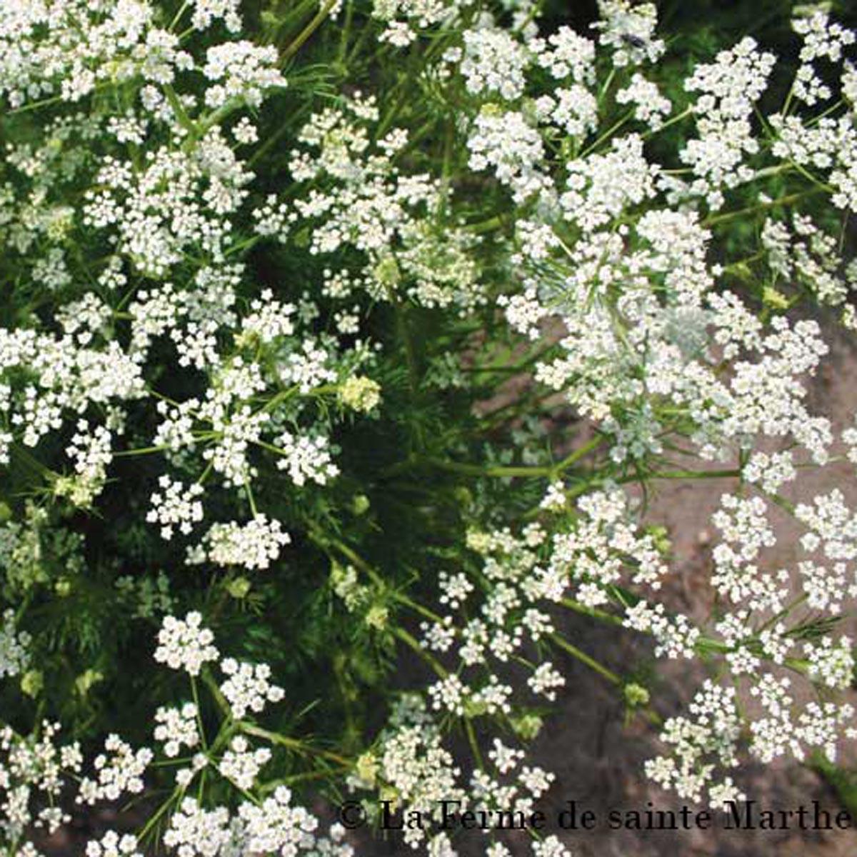 Cumin des prés ou Carum carvi Graines Bio Ferme de Sainte Marthe