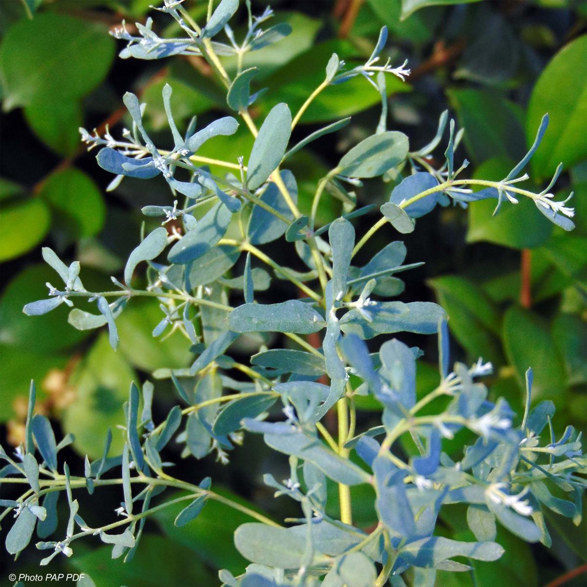 Eucalyptus Gunnii France Bleu Rengun Gommier Cidre Eucalyptus