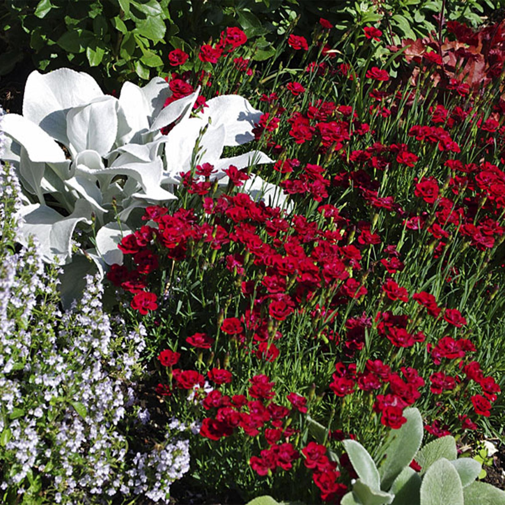 Dianthus Plumarius Merci Fleuri Illet Mignardise Fleurs Rouge Cerise