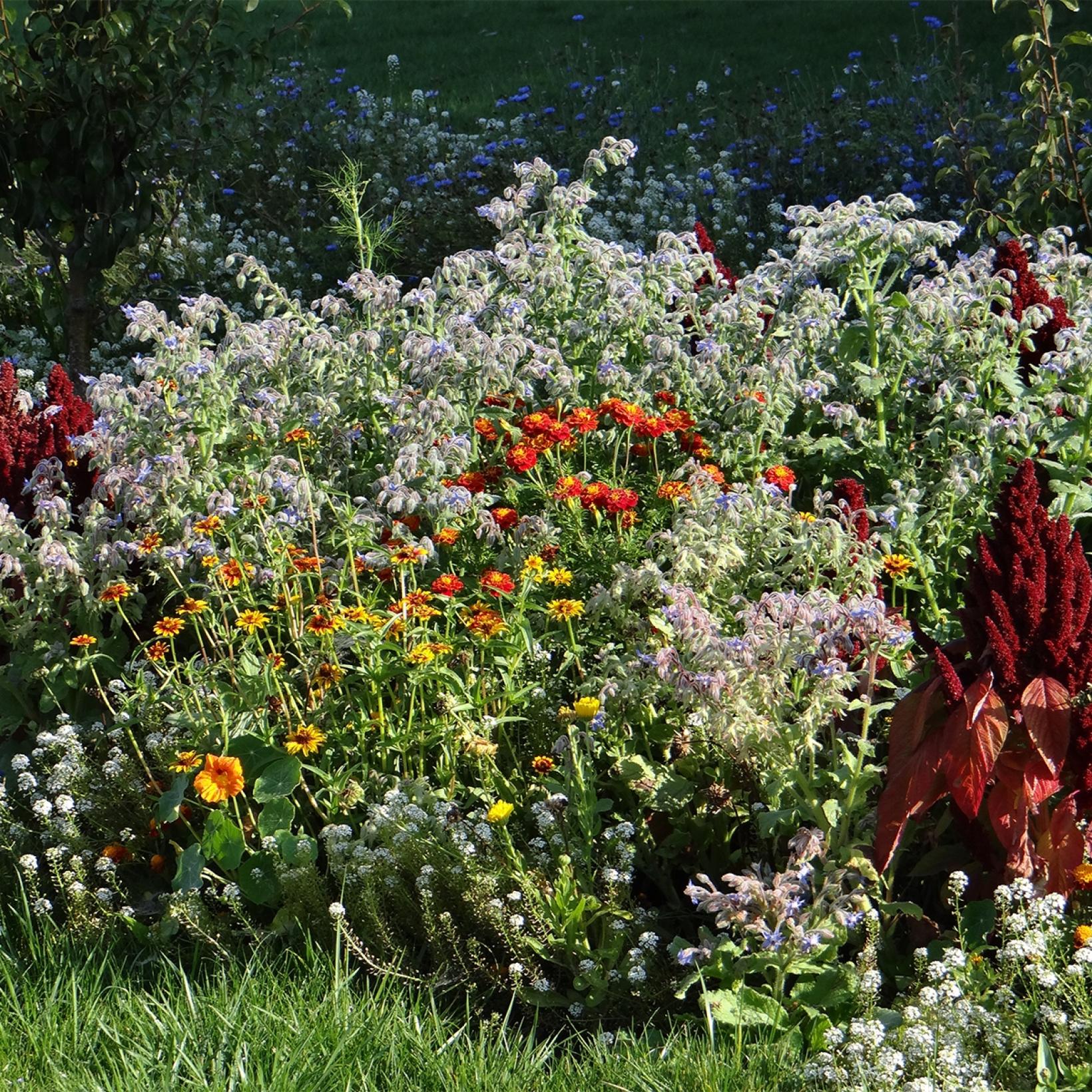 M Lange De Fleurs Pour Limiter Les Limaces Jach Re Anti Limaces