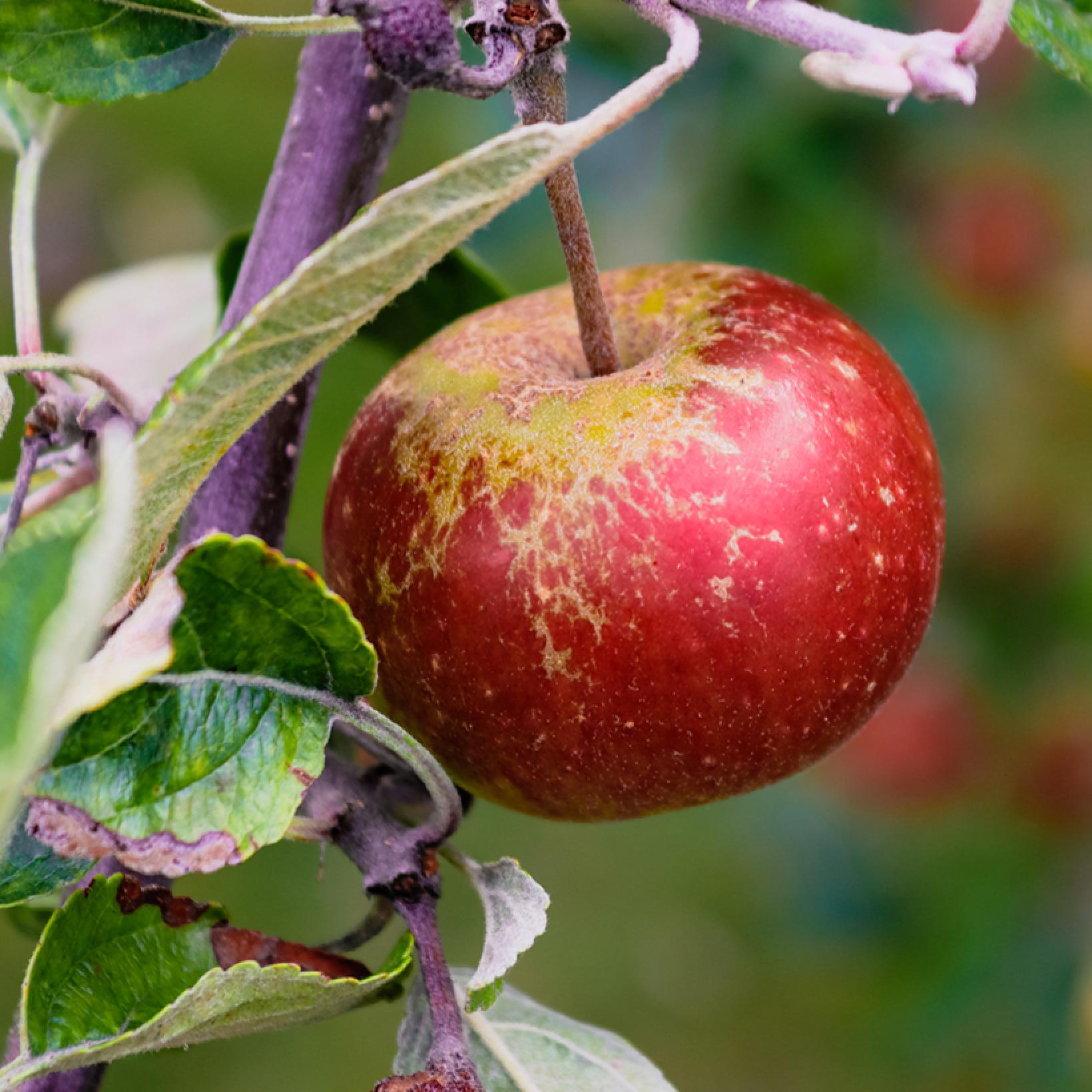 Pommier Chailleux Drap Dor Reinette De Melesse Malus Domestica