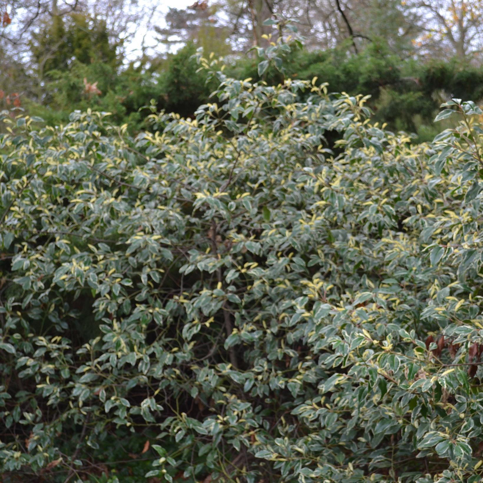 Laurier du Portugal Prunus lusitanica Variegata à feuillage panaché