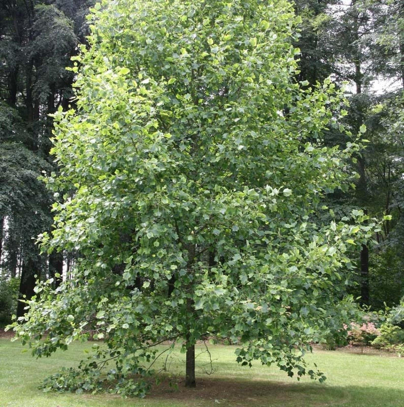 Tulipier de Virginie Aureomarginatum Liriodendron tulipifera marginé