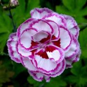 Dianthus Plumarius Lady In Red Illet Mignardise Aux Pompons Rouge