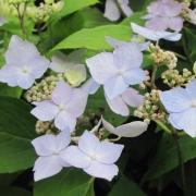 Hortensia French Bolero Hydrangea Fleurs Roses Ou Bleu P Le Le Long