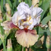 Iris Germanica Mariposa Autumn Grand Iris Des Jardins Remontant