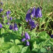 Campanula Glomerata Superba Campanule Bouquets Des Fleurs Violet