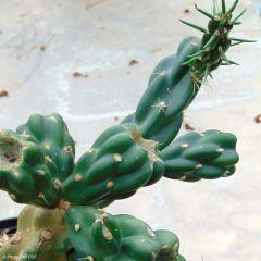 Cactus Et Plantes Succulentes Rustiques Nos Conseils De Culture