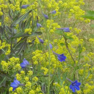 Delphinium Belladonna V Lkerfrieden Pied D Alouette Vivace Longue