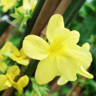 Jasmin D Hiver Jasminum Nudiflorum Grimpante Fleurs Jaune Beurre