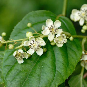 Kiwi M Le Tomuri Actinidia Deliciosa Pour Polliniser Hayward