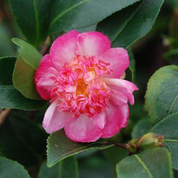 Cam Lia D Automne Camellia Gay Border Camellia X Sasanqua Petit