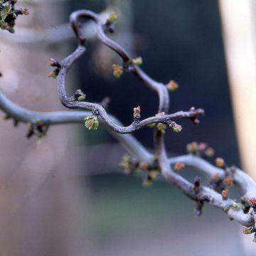 Crataegus Laevigata Paul S Scarlet Aub Pine Pine Fleurs Doubles