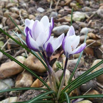 Vente En Ligne De Bulbes De Crocus Botaniques Et Mammouth A Grandes