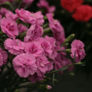 Dianthus Plumarius Desmond Oeillet Mignardise Des Fleurs Doubles