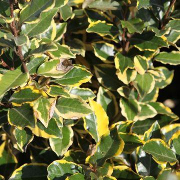 Elaeagnus Pungens Maculata Chalef Feuillage Persistant Et Panach