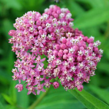 Asclepias Herbe Aux Perruches Semer Planter Entretenir Promesse