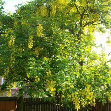 Cytise à grappe Laburnum anagyroides Arbuste aux grappes jaune d or