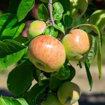 Pommier Gala Malus Domestica Pomme Rouge De Forme Allong E