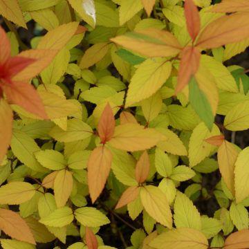 Spirée spirea planter tailler entretenir Nos conseils