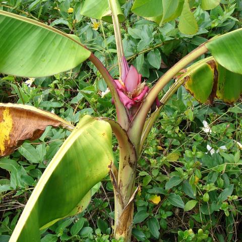 Musa Velutina Bananier Ornemental Rustique De Petite Taille Fleurs