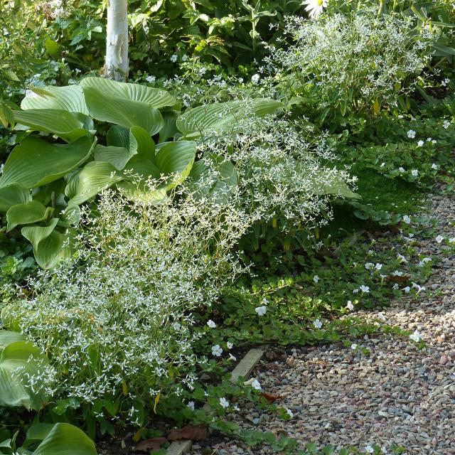 Euphorbe Diamond Frost Chamaesyce Hypericifolia Annuelle Offrant Une