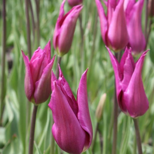 Tulipe Fleur De Lys Burgundy Bulbe Des Fleurs Pourpre Tr S Fonc