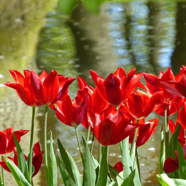 Tulipe fleur de lis Red Shine Bulbe à fleurs très rouges très