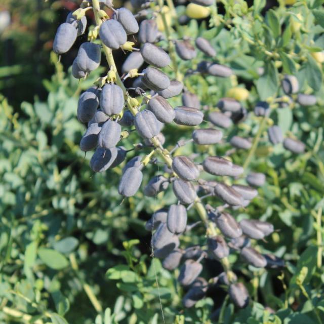 Le Baptisia Alba Macrophylla Un Feuillage Reflets Argent S Sous Des