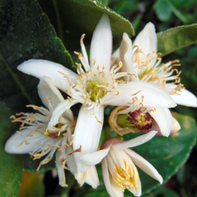 Main de Bouddha Cédratier Citrus medica var sarcodactylis