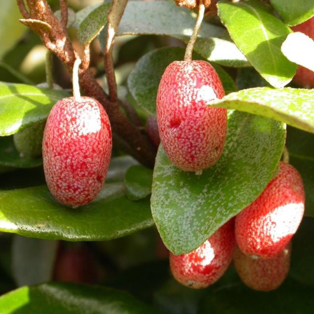 Elaeagnus pungens Maculata Chalef à feuillage persistant et panaché