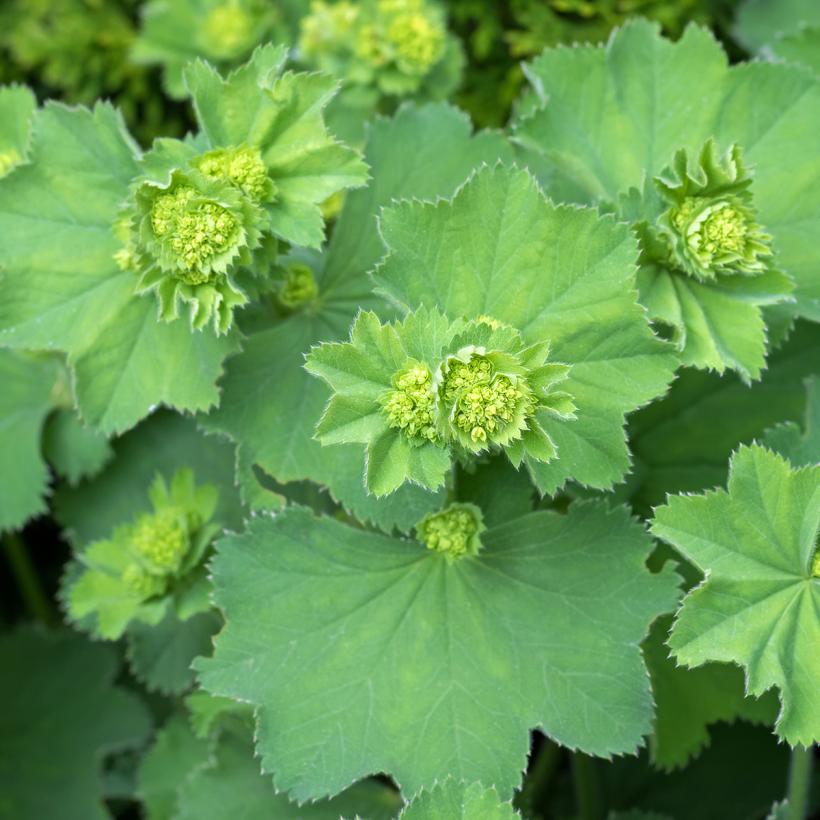 Alchemilla Vulgaris Alchemille Commune