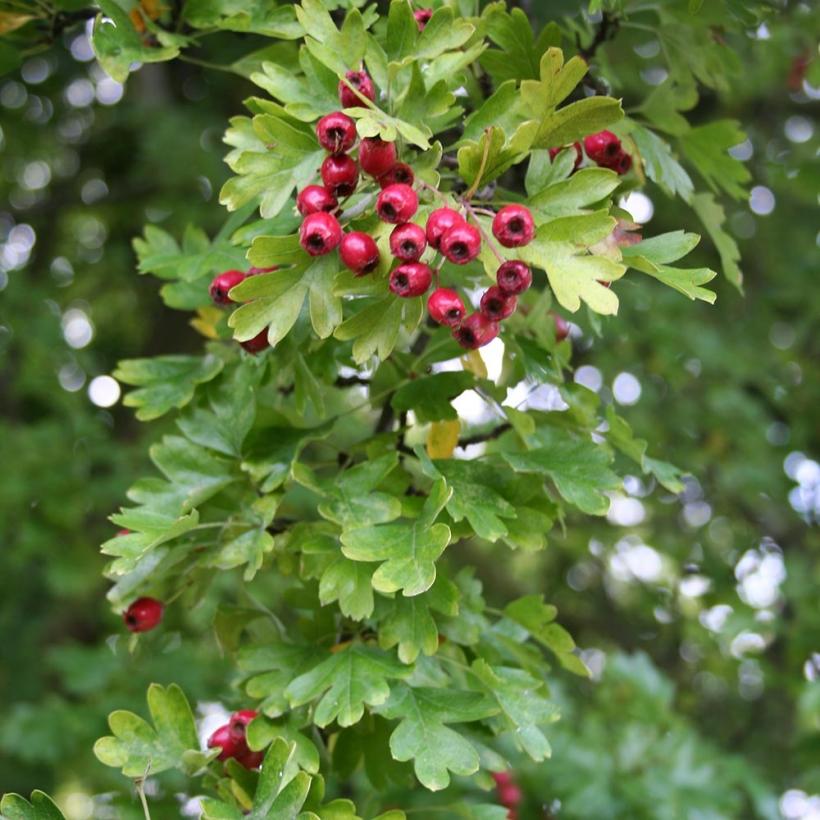 Crataegus Monogyna Stricta Aub Pine Monogyne Pine Blanche Port