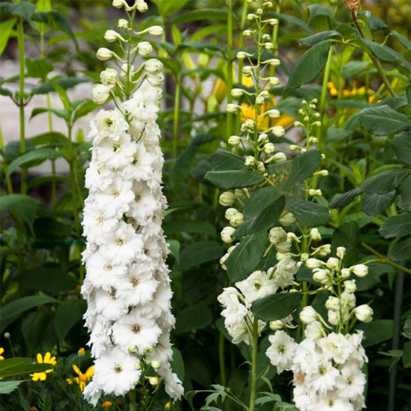 Delphinium Elatum Double Innocence Pied D Alouette Vivace Fleurs