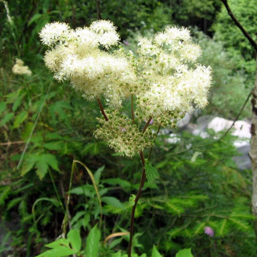 Filipendula Ulmaria Reine Des Pr S Une Vivace Fleurs Cr Me