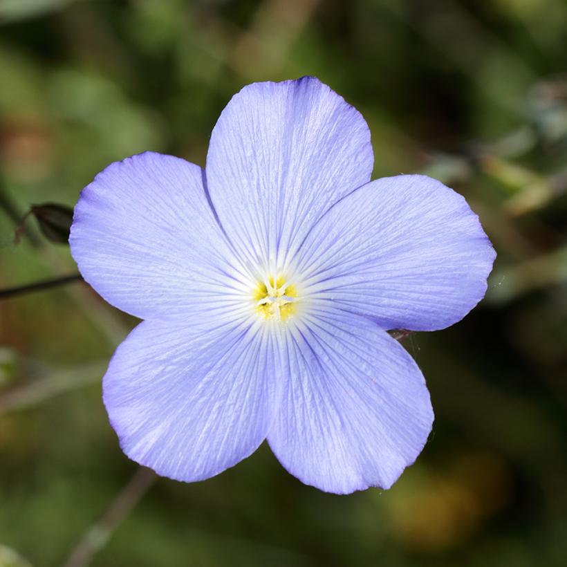 Linum Perenne Saphir Lin Vivace Aux Fleurs Bleu Ciel Tr S Florif Re