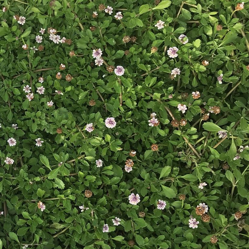 Verveine Nodiflore Ou Nodulaire Phyla Nodiflora Lippia Vivace