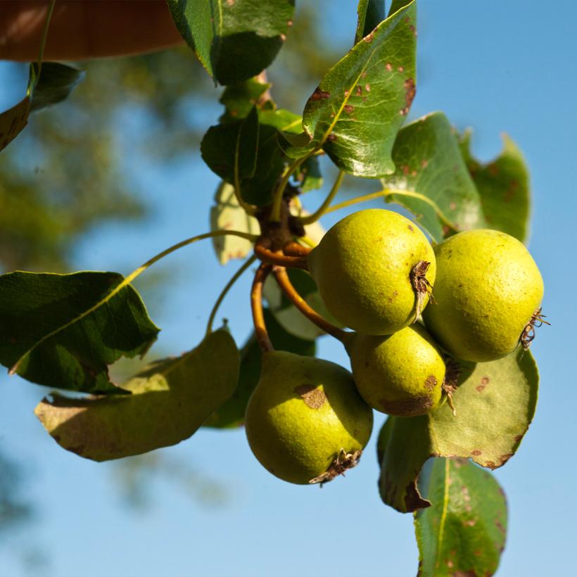 Poirier Sauvage Pyrus Communis Ssp Pyraster