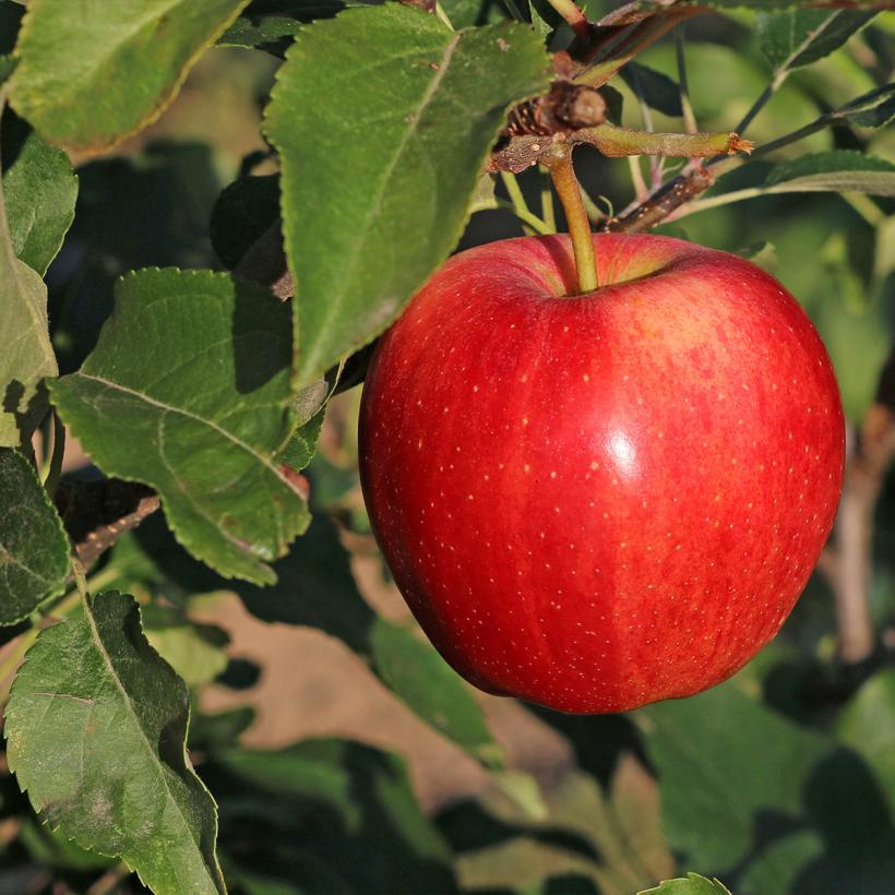 Pommier Gala Malus domestica à pommes rouge orangé