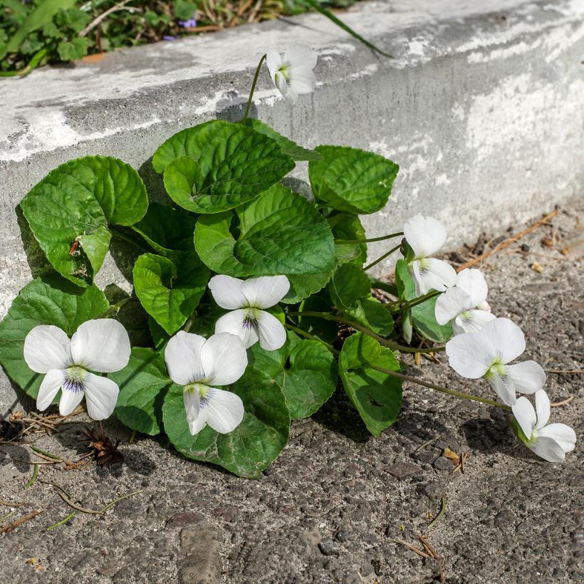 Viola odorata Alba Violette odorante à fleurs blanches