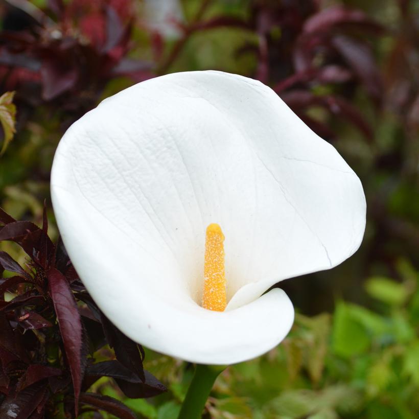 Calla Ou Zantedeschia Aethiopica L Arum Blanc Parfum Des Jardins Anciens