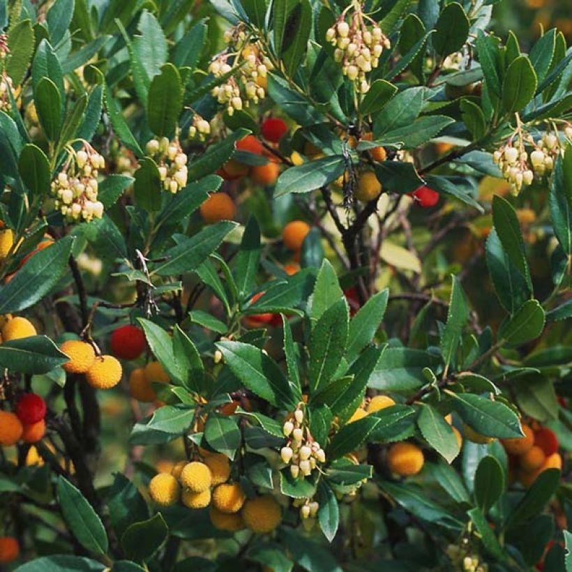 Arbousier Atlantic Arbutus Unedo Arbre Fraises Gros Fruits Rouges