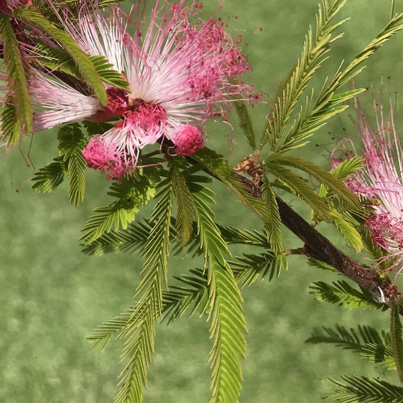 Calliandra Surinamensis Dixie Pink Pompon Du Marin Arbuste Aux